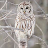 snowyowlsayshi